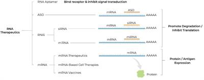 The Limitless Future of RNA Therapeutics